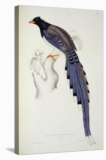 Pica Erythrorhyncha-John Gould-Stretched Canvas