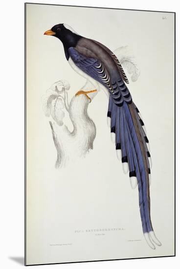 Pica Erythrorhyncha-John Gould-Mounted Giclee Print