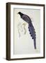 Pica Erythrorhyncha-John Gould-Framed Premium Giclee Print