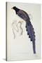 Pica Erythrorhyncha-John Gould-Stretched Canvas