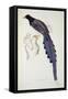 Pica Erythrorhyncha-John Gould-Framed Stretched Canvas