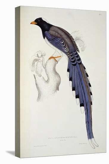 Pica Erythrorhyncha-John Gould-Stretched Canvas