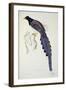 Pica Erythrorhyncha-John Gould-Framed Giclee Print