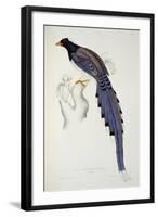 Pica Erythrorhyncha-John Gould-Framed Giclee Print