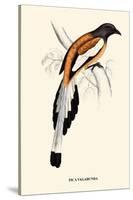 Pica Vagabunda-A Century Of Birds From The Himalaya Mountains-John Gould-Stretched Canvas