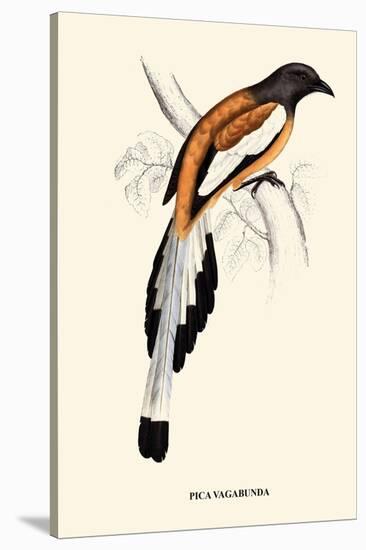 Pica Vagabunda-A Century Of Birds From The Himalaya Mountains-John Gould-Stretched Canvas