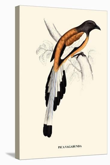 Pica Vagabunda-A Century Of Birds From The Himalaya Mountains-John Gould-Stretched Canvas