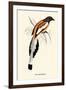 Pica Vagabunda-A Century Of Birds From The Himalaya Mountains-John Gould-Framed Art Print