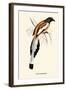 Pica Vagabunda-A Century Of Birds From The Himalaya Mountains-John Gould-Framed Art Print