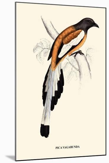 Pica Vagabunda-A Century Of Birds From The Himalaya Mountains-John Gould-Mounted Art Print