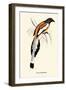 Pica Vagabunda-A Century Of Birds From The Himalaya Mountains-John Gould-Framed Art Print