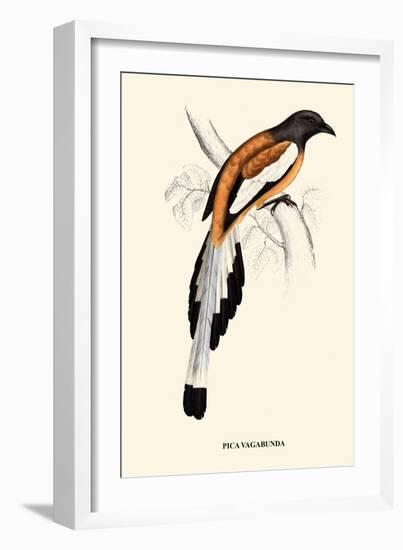 Pica Vagabunda-A Century Of Birds From The Himalaya Mountains-John Gould-Framed Art Print