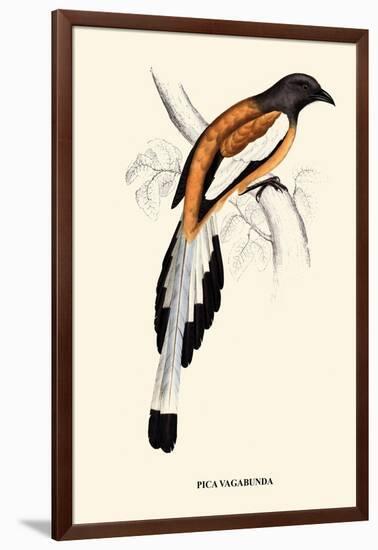 Pica Vagabunda-A Century Of Birds From The Himalaya Mountains-John Gould-Framed Art Print