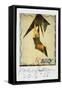 PICASSO POLAROIDS & TRAVEL TRANSPARENCIES (drawing)-Ralph Steadman-Framed Stretched Canvas