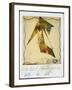 PICASSO POLAROIDS & TRAVEL TRANSPARENCIES (drawing)-Ralph Steadman-Framed Giclee Print