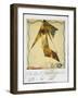 PICASSO POLAROIDS & TRAVEL TRANSPARENCIES (drawing)-Ralph Steadman-Framed Giclee Print