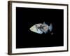 Picasso Trigger-Durwood Coffey-Framed Giclee Print