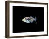 Picasso Trigger-Durwood Coffey-Framed Giclee Print