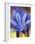 Pick of the Bunch-Steve Allsopp-Framed Photographic Print