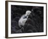 Pickaback-C.S. Tjandra-Framed Photographic Print