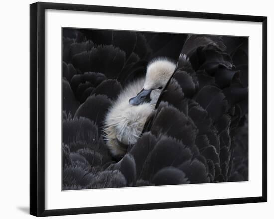 Pickaback-C.S. Tjandra-Framed Photographic Print