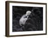 Pickaback-C.S. Tjandra-Framed Photographic Print