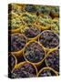Picked Grapes in a Vineyard, Pisa, Tuscany, Italy, Europe-Michael Newton-Stretched Canvas