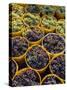 Picked Grapes in a Vineyard, Pisa, Tuscany, Italy, Europe-Michael Newton-Stretched Canvas