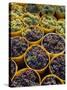 Picked Grapes in a Vineyard, Pisa, Tuscany, Italy, Europe-Michael Newton-Stretched Canvas