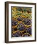 Picked Grapes in a Vineyard, Pisa, Tuscany, Italy, Europe-Michael Newton-Framed Photographic Print