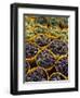 Picked Grapes in a Vineyard, Pisa, Tuscany, Italy, Europe-Michael Newton-Framed Photographic Print