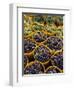 Picked Grapes in a Vineyard, Pisa, Tuscany, Italy, Europe-Michael Newton-Framed Photographic Print