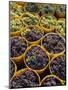 Picked Grapes in a Vineyard, Pisa, Tuscany, Italy, Europe-Michael Newton-Mounted Photographic Print