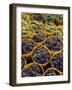 Picked Grapes in a Vineyard, Pisa, Tuscany, Italy, Europe-Michael Newton-Framed Photographic Print