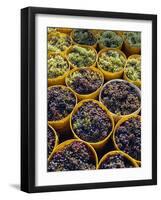 Picked Grapes in a Vineyard, Pisa, Tuscany, Italy, Europe-Michael Newton-Framed Photographic Print