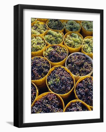 Picked Grapes in a Vineyard, Pisa, Tuscany, Italy, Europe-Michael Newton-Framed Photographic Print