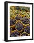 Picked Grapes in a Vineyard, Pisa, Tuscany, Italy, Europe-Michael Newton-Framed Photographic Print