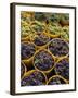 Picked Grapes in a Vineyard, Pisa, Tuscany, Italy, Europe-Michael Newton-Framed Photographic Print