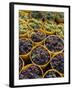 Picked Grapes in a Vineyard, Pisa, Tuscany, Italy, Europe-Michael Newton-Framed Photographic Print