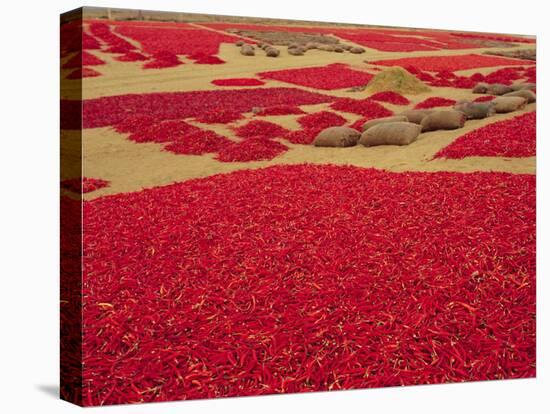 Picked Red Chilli Peppers Laid out to Dry, Rajasthan, India-Bruno Morandi-Stretched Canvas