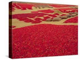 Picked Red Chilli Peppers Laid out to Dry, Rajasthan, India-Bruno Morandi-Stretched Canvas