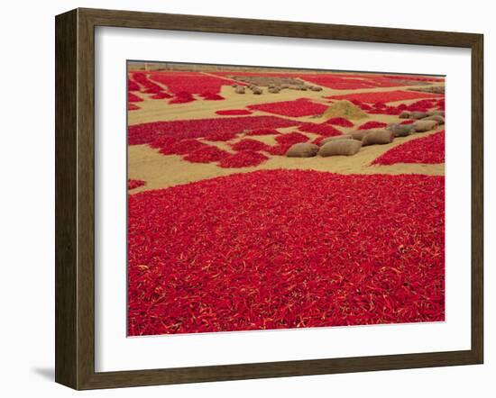 Picked Red Chilli Peppers Laid out to Dry, Rajasthan, India-Bruno Morandi-Framed Photographic Print