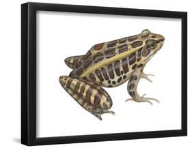 Pickerel Frog (Rana Palustris), Amphibians-Encyclopaedia Britannica-Framed Poster