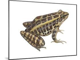 Pickerel Frog (Rana Palustris), Amphibians-Encyclopaedia Britannica-Mounted Poster