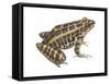 Pickerel Frog (Rana Palustris), Amphibians-Encyclopaedia Britannica-Framed Stretched Canvas