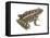 Pickerel Frog (Rana Palustris), Amphibians-Encyclopaedia Britannica-Framed Stretched Canvas