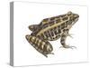 Pickerel Frog (Rana Palustris), Amphibians-Encyclopaedia Britannica-Stretched Canvas