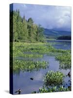 Pickerel Weed, Pontook Reservoir, Androscoggin River, New Hampshire, USA-Jerry & Marcy Monkman-Stretched Canvas