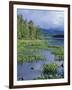 Pickerel Weed, Pontook Reservoir, Androscoggin River, New Hampshire, USA-Jerry & Marcy Monkman-Framed Photographic Print