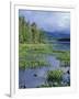 Pickerel Weed, Pontook Reservoir, Androscoggin River, New Hampshire, USA-Jerry & Marcy Monkman-Framed Photographic Print